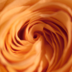 Photograph Print "Swirl" - Flower Photography - Rose