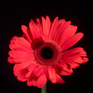 Photograph Print "Black and Red" - Flower Photography