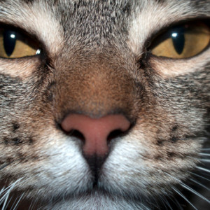 Photograph Print "Big Eyes" - Animal Photography - Macro - Cat - Kitty