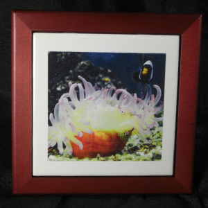 Sea Anemone and Clown Fish Tile on Rosewood Frame