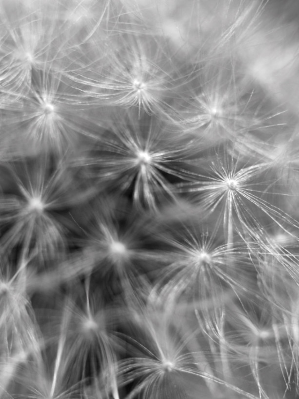 Photograph Print "Dandelion" - Flower Photography - Abstract Photography
