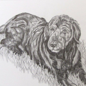 Custom Pet Portrait in graphite pencil horse, dog, cat, any pet! 16x20 drawing, pet painting, dog portrait, cat portrait, ooak drawing,