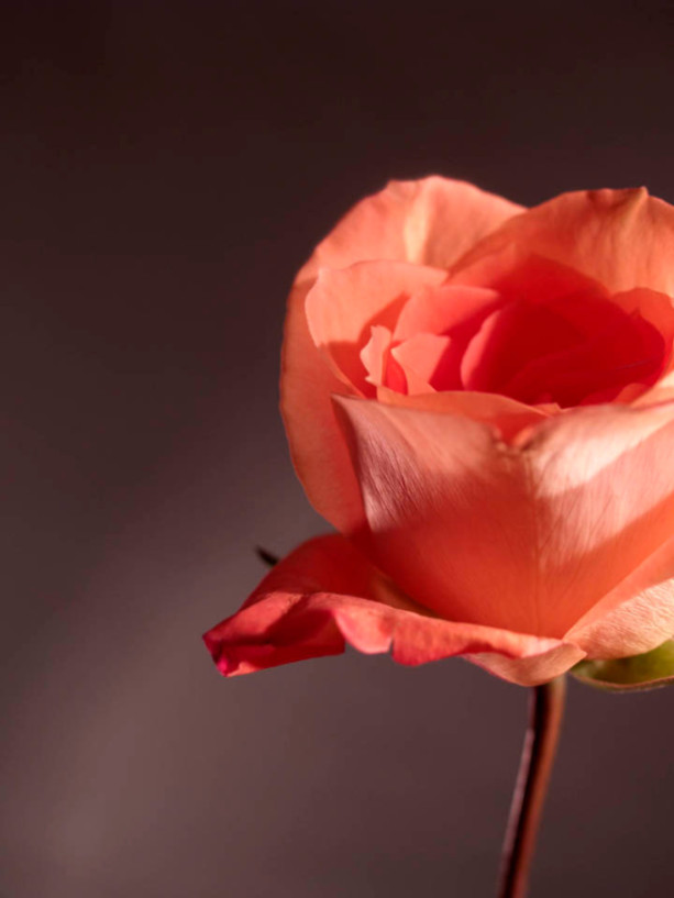 Photograph Print "Falling Petals" - Flower Photography - Rose