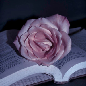 Photograph Print "Love" - Flower Photography - Rose
