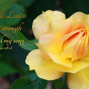 Christian Photo - Psalm 118 verse 14 - Scripture Wall Art - Yellow Rose Photo - Bible Verse Art - Christian Decor - Religious Home Decor