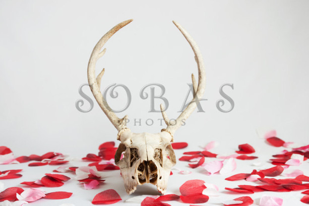 Deer Skull 5"x7" Valentine Card Set of 2