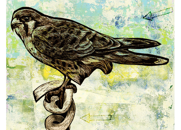 Seen The Wind - Kestrel Falcon Bird art Print.
