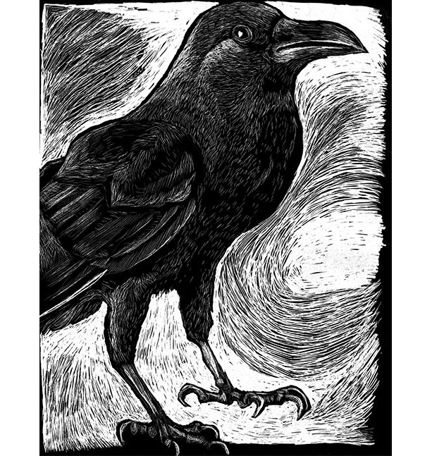 Crow - Rook - Raven - Print from illustration