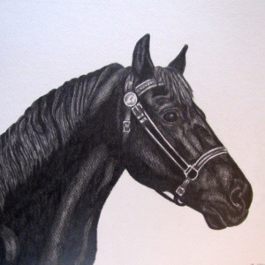 Custom Pet Portrait  graphite pencil horse, dog, cat, any pet, multiple pets ! 8x10. dog portrait, cat portrait, horse portrait, ooak gift