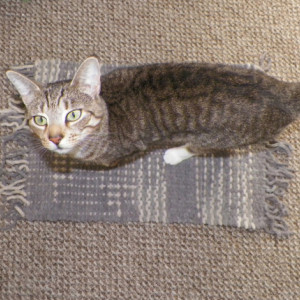 Hand-Woven Cat Blanket / Furniture Cover