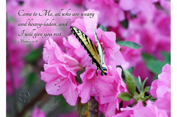 Bible Verse Art Swallowtail Butterfly On Pink Azalea Flowers With Matthew 11 Verse 28