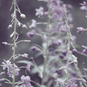 Lavender Flowers - 8x10 photograph - fine art print - nature - nursery art - purple flowers - home decor